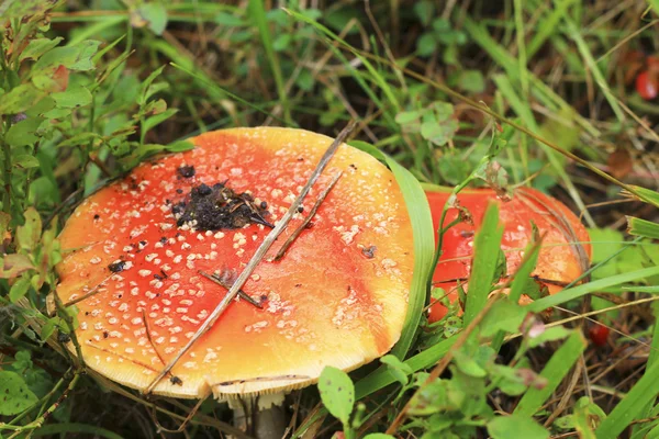 Champignon crapaud rouge poussant dans la forêt automnale — Photo