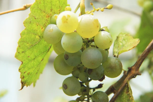 Um bando de uvas brancas na vinha — Fotografia de Stock