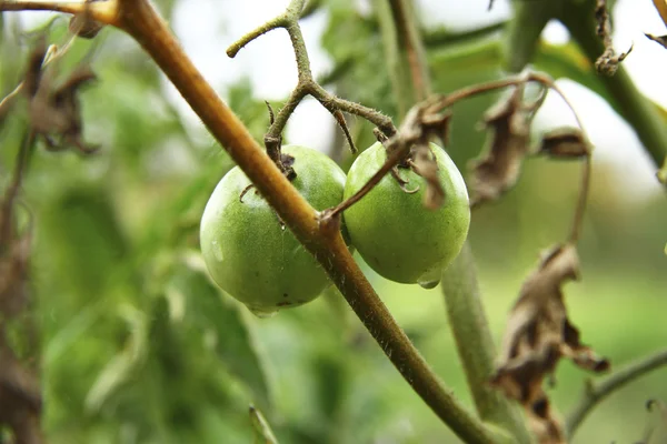 Bush bahçede yeşil domates — Stok fotoğraf