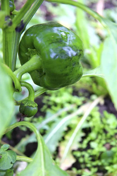 Green Sweet Pepper Growing On The Bed — Stock Photo, Image