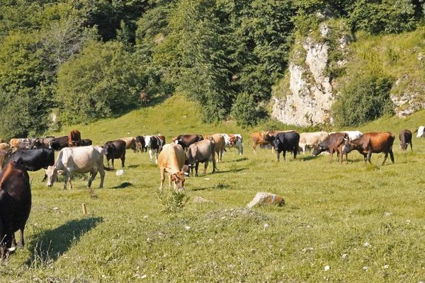 En ko står på sommaren ängen — Stockfoto