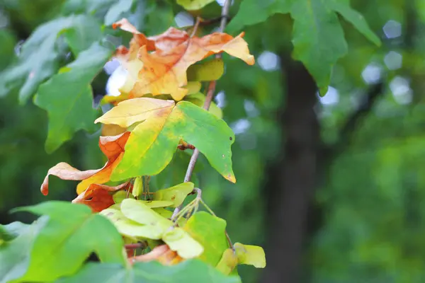 Green and yellow leaves on the branch in the autumn forest — Stock Photo, Image