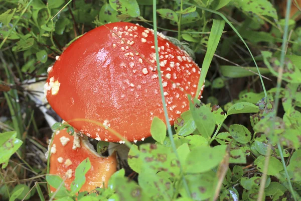 Champignon crapaud rouge poussant dans la forêt automnale — Photo