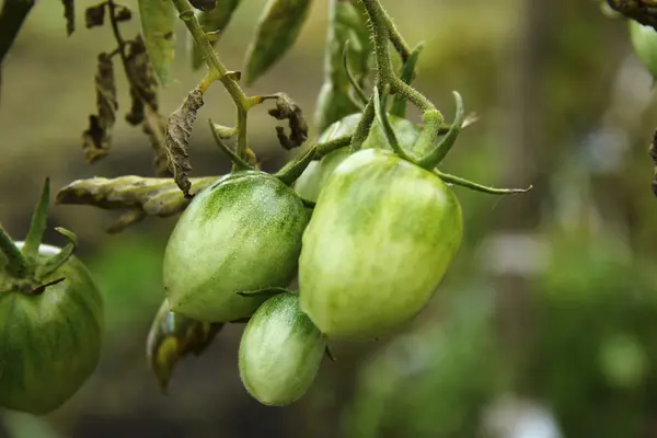 Bush de tomate verde no jardim nas mãos do homem — Fotografia de Stock