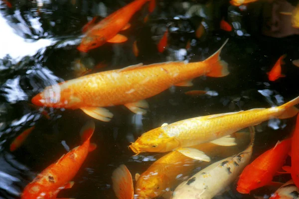 Тропічних екзотичних риб під водою. Китай подорожі — стокове фото