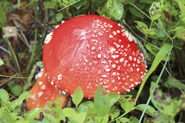 Sonbahar ormanlarında yetişen kırmızı mantar mantarı.