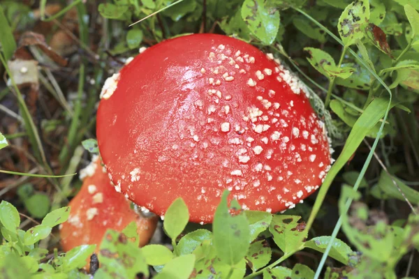 Champignon crapaud rouge poussant dans la forêt automnale — Photo