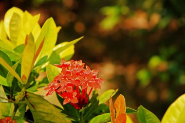 egzotik Pembe çiçek çiçek açan bush Şubesi