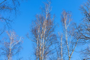 çıplak huş ağacı üstleri ve mavi gökyüzü