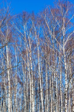 çıplak huş ağaçları ve mavi gökyüzü