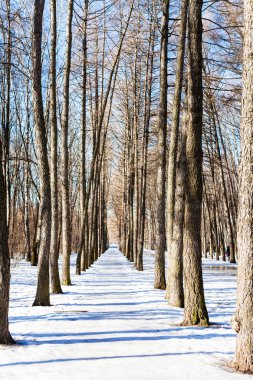 güneşli kış günü sokakta melez (bitki)