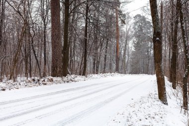 ormanda kış karla kaplı ülkede yol