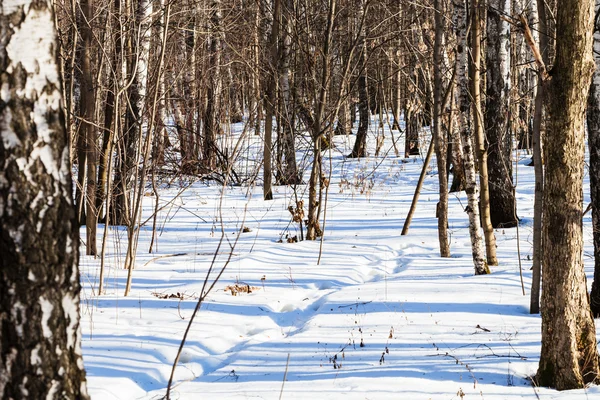 Caminho pedestre na floresta nevada no inverno — Fotografia de Stock
