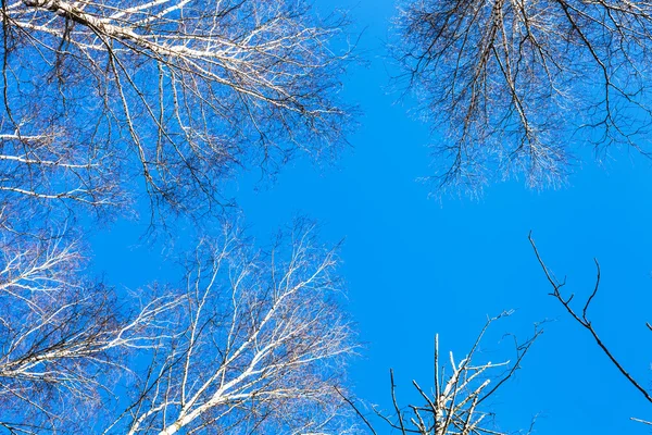 Vit Björk toppar och blå himmel — Stockfoto