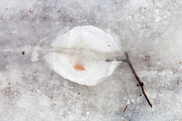 Замороженная веточка во льду в холодный зимний день — стоковое фото