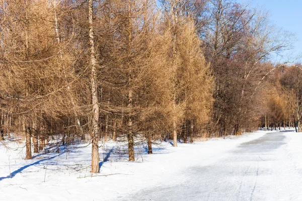 Frozen pathway along bare larch trees in winter — Stock Photo, Image