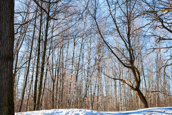 Nagie drzewa na snowy wzgórza w parku miejskim — Zdjęcie stockowe