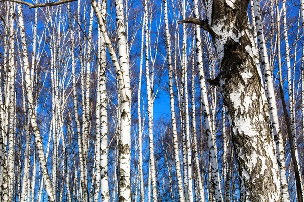 Kale berk boomstammen en blauwe hemel — Stockfoto