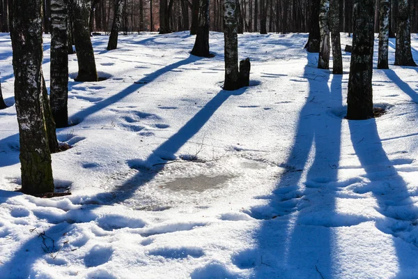 Pozzanghera da neve sciogliente in boschetto di betulla — Foto Stock