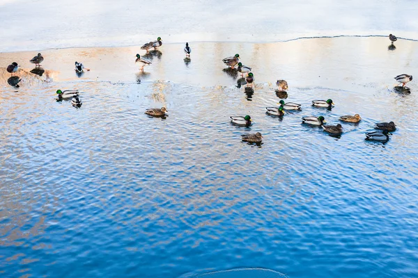 Os patos flutuam na clareira do rio congelado no inverno — Fotografia de Stock