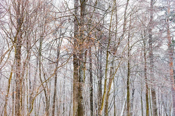 Bare tree trunks in forest in winter — Stock Photo, Image