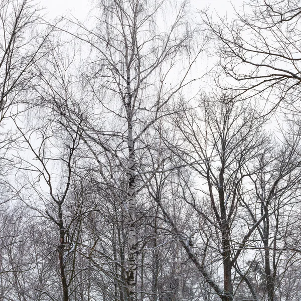 Kala träden i mulen vinterdag — Stockfoto