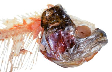 baş ve çekilen omurga izole alabalık balık