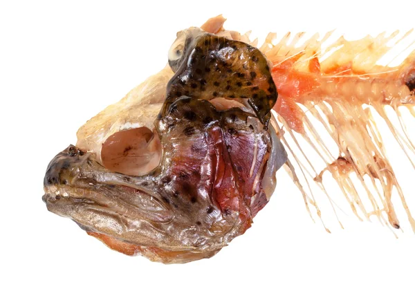 Baş ve kemirilmiş omurga izole alabalık balık — Stok fotoğraf