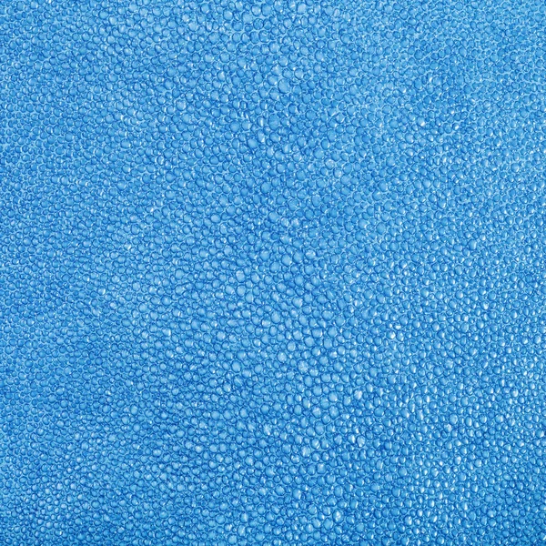 Blau lackierte Textur der Stachelrochenhaut — Stockfoto