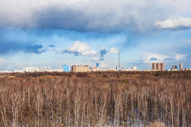 Orman ve güneşli bir bahar günü şehirde çıplak ağaca