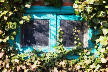 Ivy tarafından çevrili küçük cam pencere