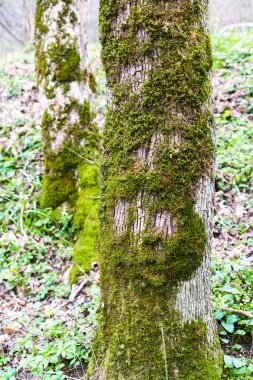 tarafından yeşil yosun kaplı kavak ağaçlarının gövdeleri