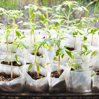 Plastik kutular içinde domates bitki yeşil fidan