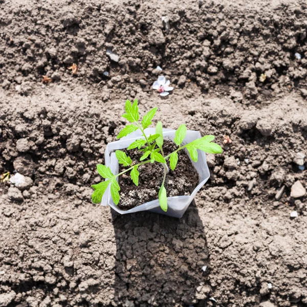 Draufsicht auf Röhre mit jungen Tomatensprossen — Stockfoto