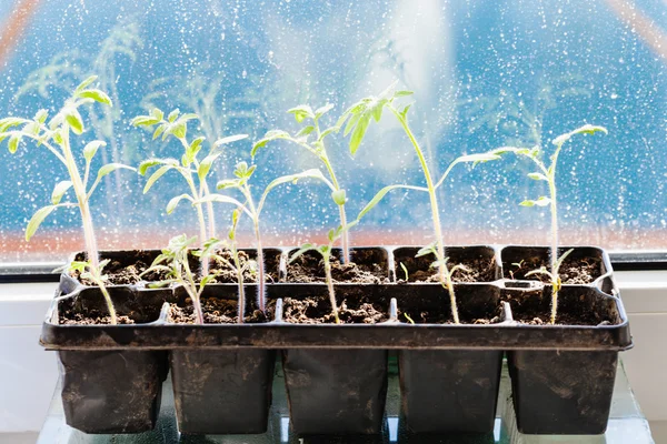 Envase con brotes de planta de tomate en alféizar — Foto de Stock