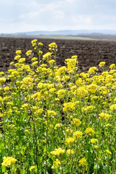 Gelbe Blüten von Raps und Ackerland — Stockfoto