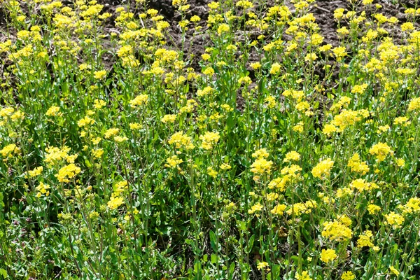 ดอกไม้สีเหลืองของ rapeseed — ภาพถ่ายสต็อก