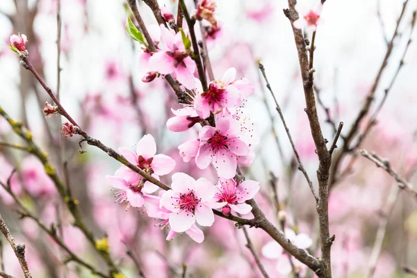 Pink flowers on peach tree — Stock Photo, Image