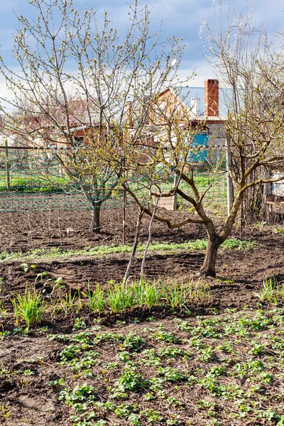 Vegetable garden and cherry trees in country — Stock Photo, Image