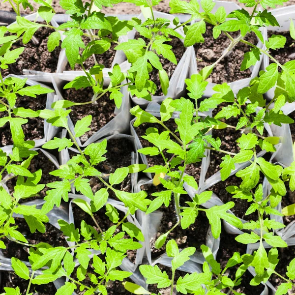 Bovenaanzicht van jonge spruiten van de tomatenplant — Stockfoto