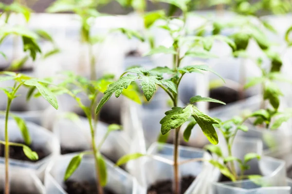 Germogli verdi di pianta di pomodoro in tubi di plastica — Foto Stock