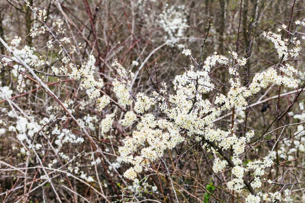 Blossoms of thorny shrub hawthorn in spring — Stock Photo, Image