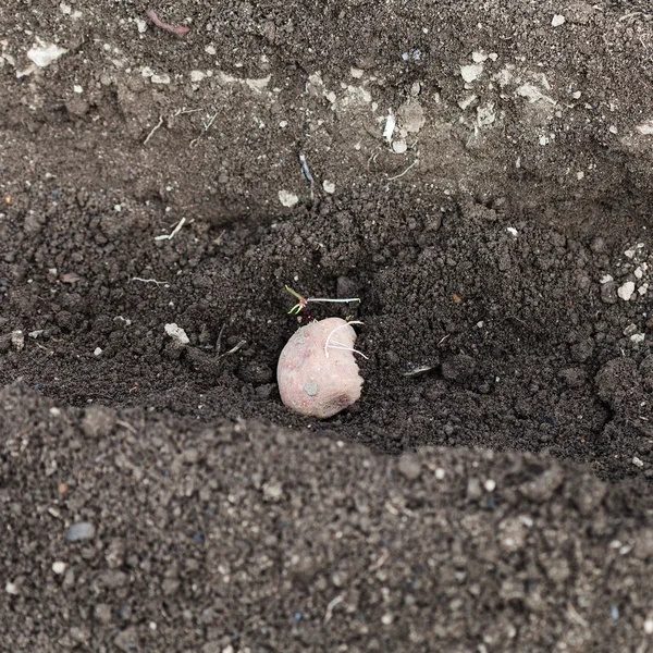 Seed potato in hole in vegetable garden — Stock Photo, Image