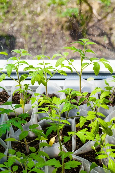 Jeunes pousses de tomate dans des tubes en plastique — Photo