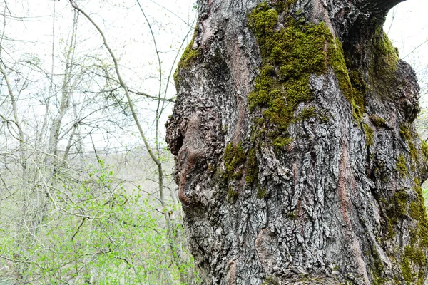 Bark of old poplar tree and green forest growth — Stock Photo, Image