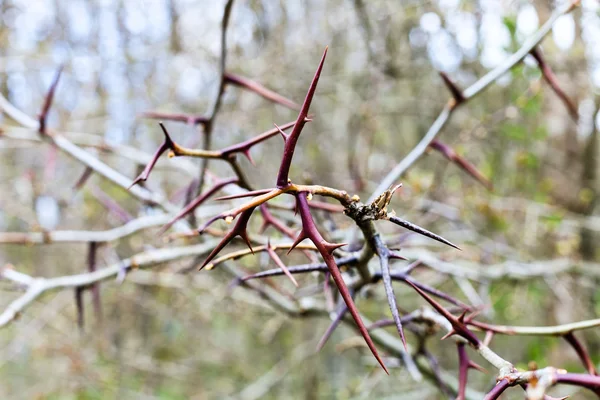 Ähren an nackten Zweigen der Akazie — Stockfoto