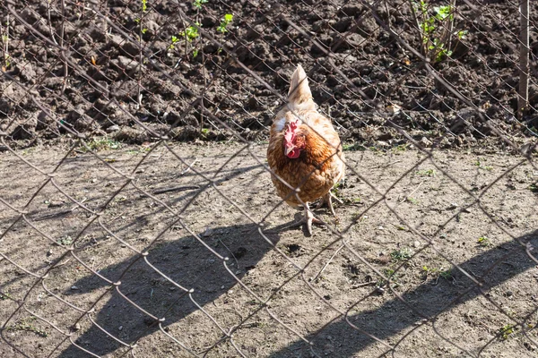 Rotes Huhn hinter Zaun — Stockfoto