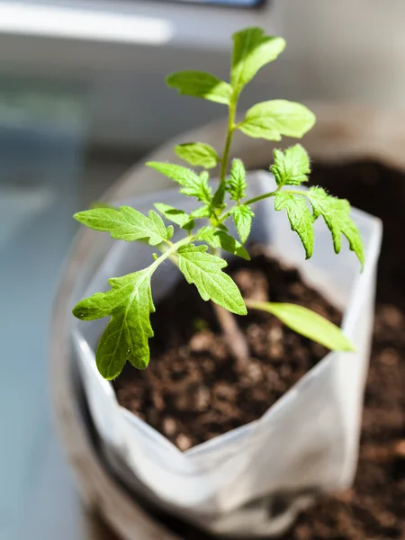 Plántulas de planta de tomate en tubo de plástico en alféizar — Foto de Stock