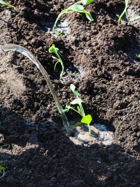 lahana genç sürgünlerin Bahçe sulama