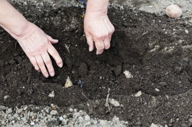 Karık patates çiftçi bitkiler tohum